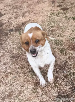 Kleine Maus Bella 