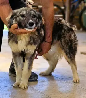 *Amy* mit einem Gesichtchen wie gemalt ca. 1 Jahr 