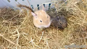 Zwei Degu Brüder suchen ein neues Zuhause