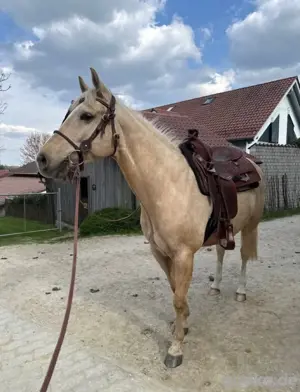 Quarter Horse Wallach   LIL KING OSCAR