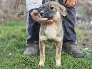 *Charlie Girl* liebes und hübsches Mädchen ca. 1 Jahr  Bild 5