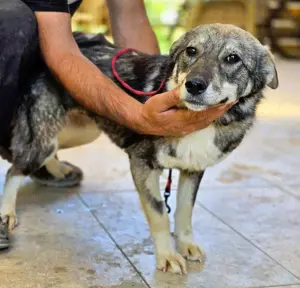 *Charlie Girl* liebes und hübsches Mädchen ca. 1 Jahr 