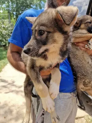 *Charlie Girl* liebes und hübsches Mädchen ca. 1 Jahr  Bild 8