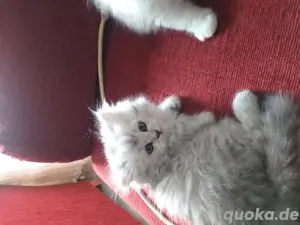 Baby Katzen 