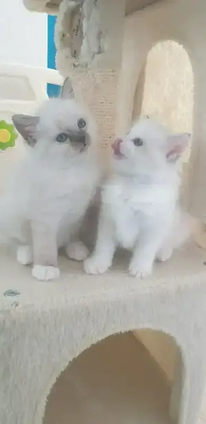 Neva masquarade +ragdoll mix kitten 