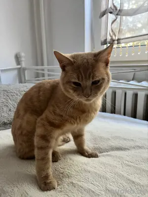 liebevoller Kater  Bild 2