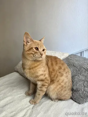 liebevoller Kater 