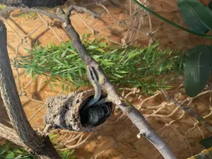 1.1  Orthriophis taeniurus callicyanous mit Terrarium