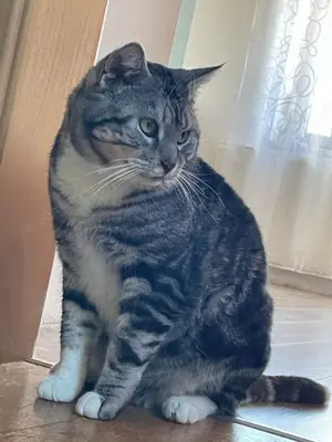 Bonzo, großer Schmuser sucht Einzelplatz # Tierschutz 