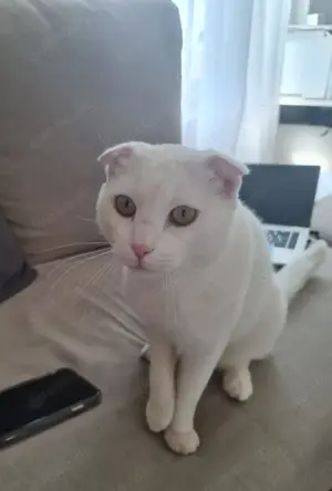 Kater, weiß, sehr lieb 
