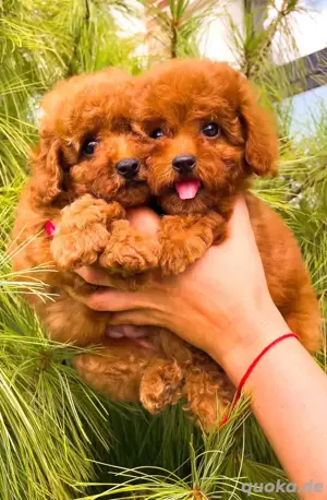 Zwergpudelwelpen zur Adoption!