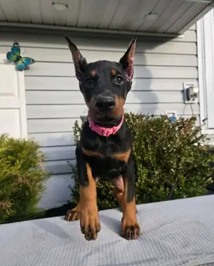 Dobermann Welpen zu verkaufen