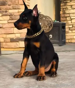 Dobermann Welpen zu verkaufen