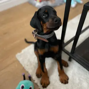 Quality Dobermann Welpen