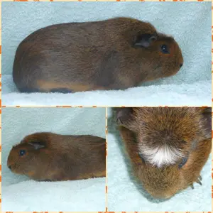 Am.Crested und E.Crested zur Abgabe  Bild 7