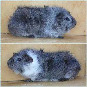 Älter Meerschweinchen Weibchen, Erzieherinen Bild 5