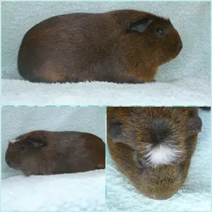 Am.Crested und E.Crested zur Abgabe 