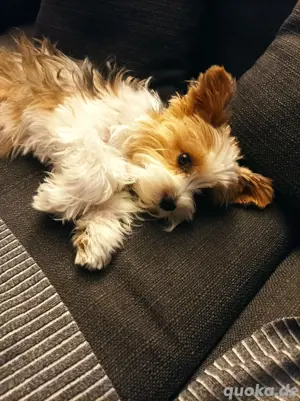   Nur noch 1 kleine Biewer Yorkshire Terrier Welpen  Bild 8
