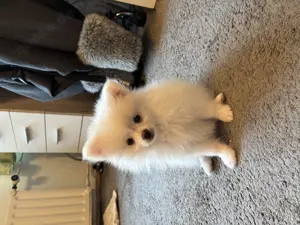 Pomeranian rüde schneeweiß sucht zuhause 