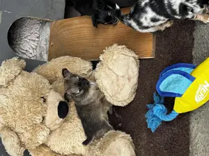Chihuahua Welpen langhaar