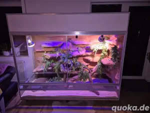 Terrarium 