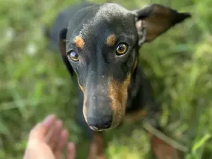 Dackelmädchen *MAGGIE* - freundlich und aufgeschlossen 