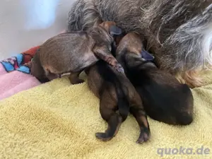 Wunderschöne reinrassige Rauhaardackel Welpen sind da