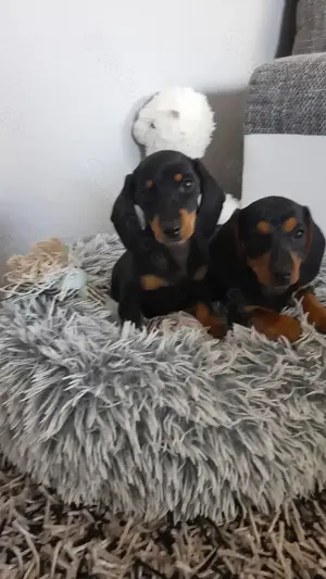 Zwergdackel Welpen * Abgabebereit *