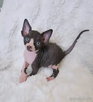 Niedliche & gesunde kanadische Sphynx-Kätzchen Kontakt über WhatsApp= 4  9  15213434302 
