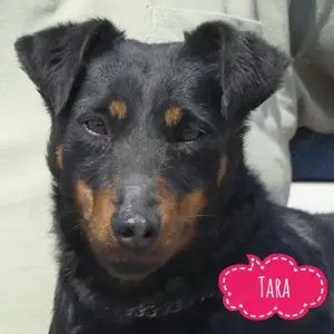 Tara, wunderschöner Deutscher Jagdterrier sucht ein Zuhause