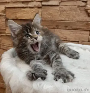 Freundliche Maine-Coon-Kätzchen Begleiter Kontakt über WhatsApp= 4  9  15213434302 