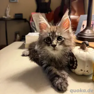 Süße und kuschelige Maine-Coon-Kätzchen Kontakt über WhatsApp= 4  9  15213434302
