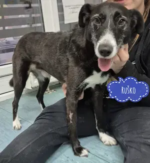 Rusko, eine Seele von einem Hund sucht dringend ein Zuhause