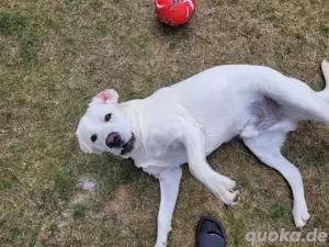 Labrador Rüde