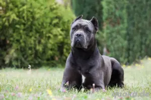 suche Cane Corso