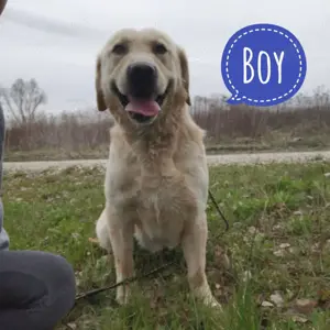 Boy, wunderschöner Labrador Rüde sucht ein für-immer-Zuhause