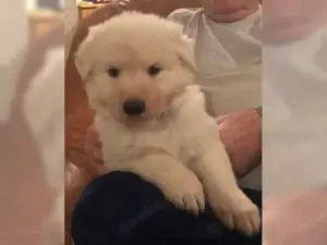 Weiße Schäferhund, Welpen mit Papieren. Wurfplanung für Ende Juni.