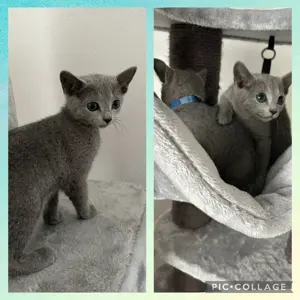 2 Russisch Blau Katerchen - amerikanischer Typ -
