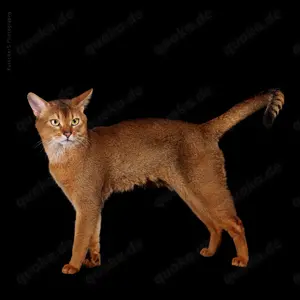  Gr.Inter.Champion  Abessinier Kater mit Stammbaum