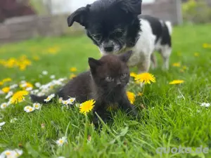 Siam BKH Katzenbabys Kitten