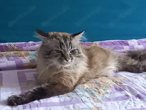 Neva masquarade  Deckkater