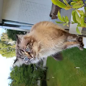 Neva masquarade  Deckkater Bild 5