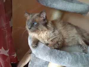 Neva masquarade  Deckkater Bild 6