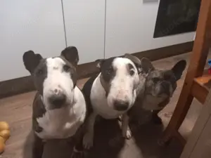 Suchen Minatur Bullterrier