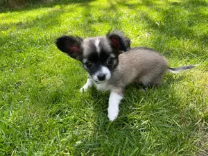 Reinrassige langhaar Chihuahua Welpe (Hündin) in Tricolor (Abgabebereit) Bild 7