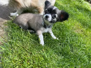 Reinrassige langhaar Chihuahua Welpe (Hündin) in Tricolor (Abgabebereit) Bild 6