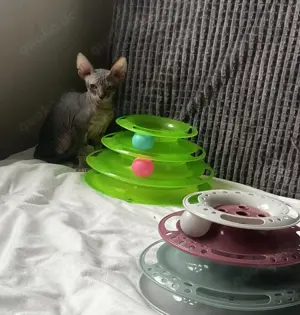 Reinrassige Don Sphynx Kitten 