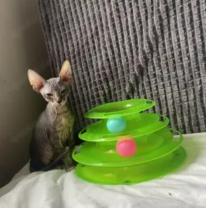 Don Sphinx Kitten 