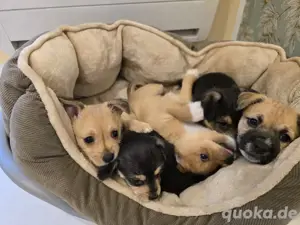 Pinscher-Malteser Mischling Welpen
