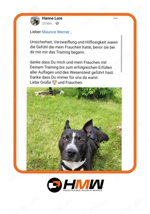 Professionelles Hundetraining   Persönlich oder auch via Videoanalyse Bild 9